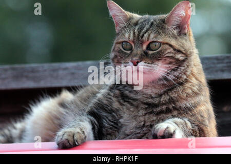 Bengal marmorizzato gatto di casa in giardino Foto Stock