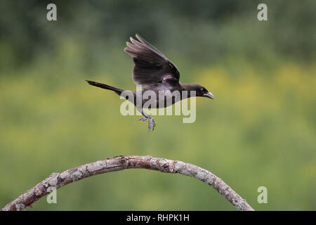 Grackles comuni in lotta Foto Stock