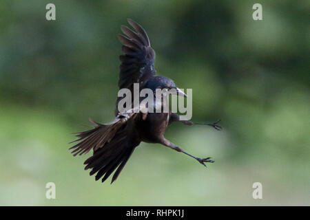 Grackles comuni in lotta Foto Stock