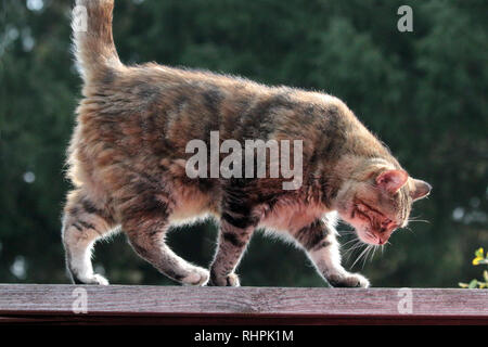 Bengal marmorizzato gatto di casa in giardino Foto Stock