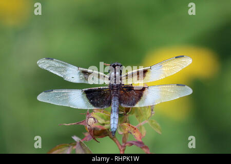 Libellule Foto Stock