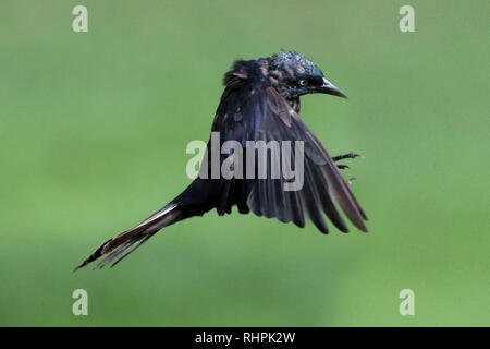 Grackles comuni in lotta Foto Stock