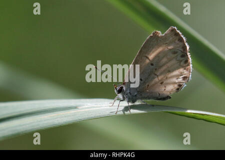 Nastrare Hairstreak farfalla sulla foglia Foto Stock