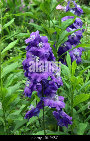 Fiori Di Palude Viola Foto Stock