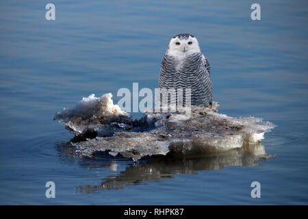 Snowy Owl Al Lago Ontario Foto Stock