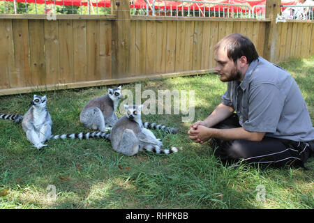 Rng Tailed Lemur presentano Foto Stock