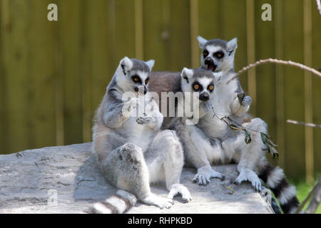 Rng Tailed Lemur presentano Foto Stock