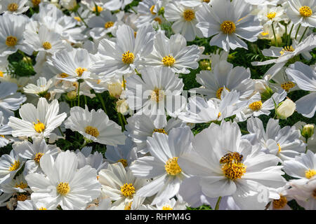 Daisy bianca fiori, cosmos bipinnatus, Sonata bianco. Fiore bianco Aster messicana. Bianco puro e fiori con centri di colore giallo. Foto Stock