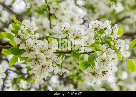 Fioritura pera (Pyrus calleryana). Questa famiglia di alberi ornamentali produce molla bianco fiore e gloriosa fogliame di autunno. Foto Stock