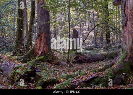 Vecchi alberi morti in autunno tra i capretti deciduo carpini con un sacco di declino dei registri di abete, foresta di Bialowieza, Polonia, Europa Foto Stock