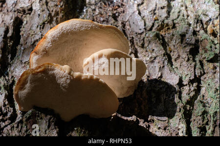 Corteccia di abete rosso con partite di funghi bianco closep, foresta di Bialowieza, Polonia, Europa Foto Stock