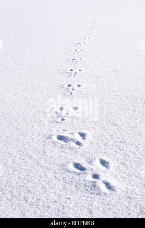 Orme fresche, orme da animale coniglio in bianco della neve settore edile un bel percorso pista in inverno Foto Stock