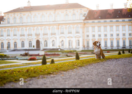 Ritratto di un cane beagle in luce autunnale Foto Stock