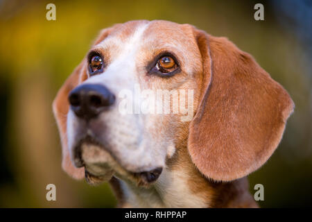 Ritratto di un cane beagle in luce autunnale Foto Stock