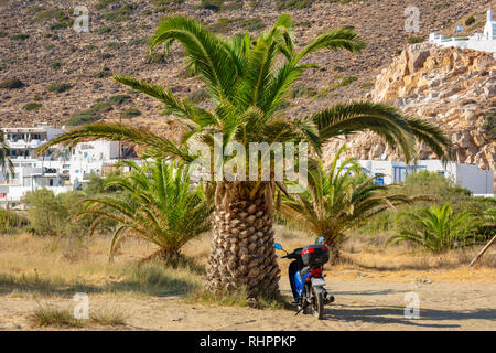 Palma cresce vicino alla spiaggia nel villaggio di Kamares sull isola di Sifnos. La Grecia Foto Stock