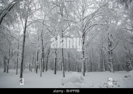 Winter Wonderland con foresta coperte dalla neve in Monte Amiata Toscana Foto Stock
