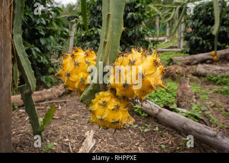 Tre Drago Giallo o frutta Pitaya (Pitahaya) cresce su Dragon frutto Cactus tra cespugli di caffè in una piantagione in Perù Foto Stock