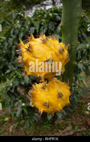 Due Drago Giallo o frutta Pitaya (Pitahaya) cresce su Dragon Cactus di frutta Foto Stock