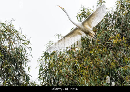 L'Airone bianco maggiore (Ardea alba) che nidifica in colonie di grandi dimensioni. Questo uccello faceva parte di un gruppo che vive in un albero di eucalipto. Foto Stock