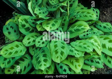 Maranta leuconeura kerchoveana "' un intrico di formatura perenne sempreverde che presenta piccoli fiori bianchi.talvolta chiamati i conigli di piedi o conigli vie Foto Stock