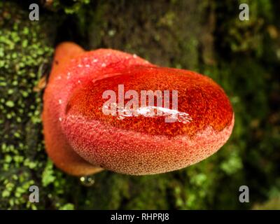 La Bistecca di manzo fungo, Fistulina hepatica, è considerato un buon commestibile da alcuni, ma deve essere imbevuto di latte prima del consumo per rimuovere l'acido tannico Foto Stock