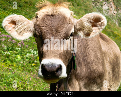 Engelberg, Svizzera - 1 Agosto 2017: mucche al pascolo nella zona Titlis Foto Stock