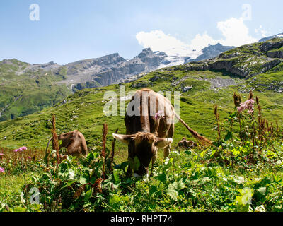 Engelberg, Svizzera - 1 Agosto 2017: mucche al pascolo nella zona Titlis Foto Stock