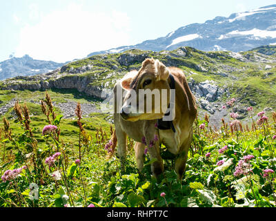 Engelberg, Svizzera - 1 Agosto 2017: mucche al pascolo nella zona Titlis Foto Stock