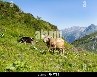 Engelberg, Svizzera - 1 Agosto 2017: mucche al pascolo nella zona Titlis Foto Stock