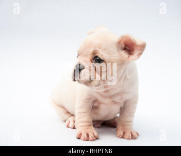 Bulldog francese cucciolo ritratto su sfondo bianco Foto Stock