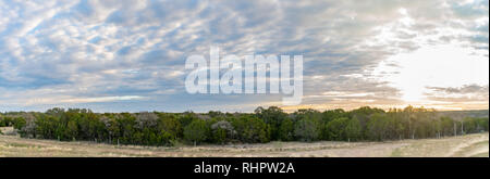 Vista panoramica di ampio campo di alberi con barbwire scherma Foto Stock