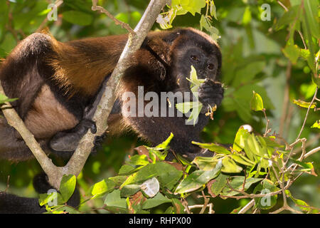 Mantled scimmia urlatrice (Alouatta palliata) nel baldacchino della foresta pluviale, Puntarenas, Costa Rica Foto Stock