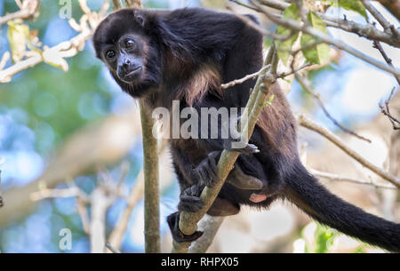 Mantled scimmia urlatrice (Alouatta palliata) nel baldacchino della foresta pluviale, Puntarenas, Costa Rica Foto Stock