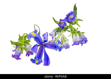 Blu e viola Iris e Campanula fiori isolati su sfondo bianco con tracciato di ritaglio Foto Stock