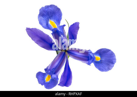 Un unico viola e blu iris isolati su sfondo bianco Foto Stock