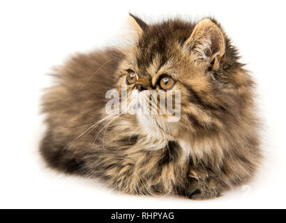 Bellissimo gattino persiano gatto di marmo di rivestimento di colore, tre settimane Foto Stock