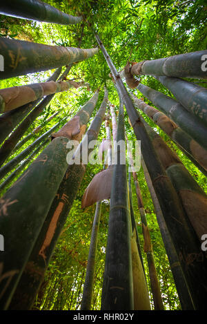 Bambù verde dello sfondo. Dal basso verso l'alto in vista di boschetto di bambù foresta di giardino. Meditativo e buddismo concept a Marrakech , Marocco. Foto Stock