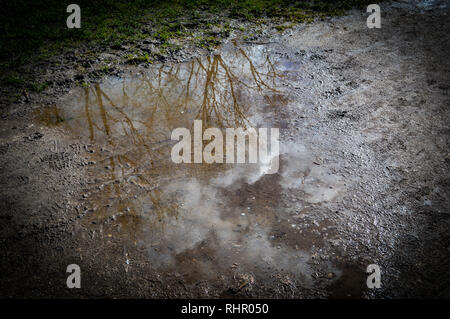 Alberi che riflette in una pozza di fango dopo un basso pour di pioggia Foto Stock