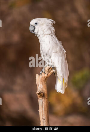 Zolfo-crested Cockatoo guardando al lato appollaiato su un ramo. Morbido sfondo marrone. Foto Stock