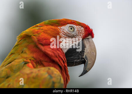 Bella macaw guardando al lato, grande dettaglio in faccia e le piume con un dolce sottofondo. Foto Stock