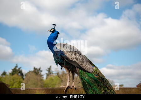 Peacock sulla recinzione di legno Foto Stock