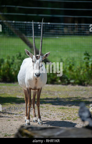 Scimitar-cornuto oryx in piedi Foto Stock