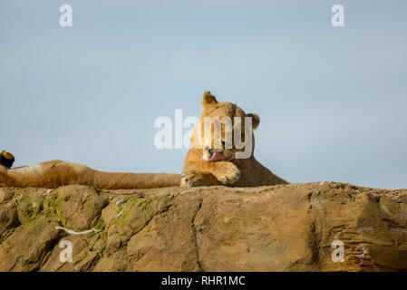 Leonessa posa su roccia Foto Stock