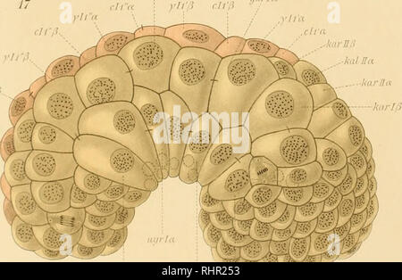 . Beitrag zur Embryonalentwicklung der Ascaris megalocephala. (Aus dem Zoologischen Instsitute zu Leipzig.). Gli Ascaris; Ascaris megalocephala. JS • ..kal II n. Si prega di notare che queste immagini vengono estratte dalla pagina sottoposta a scansione di immagini che possono essere state migliorate digitalmente per la leggibilità - Colorazione e aspetto di queste illustrazioni potrebbero non perfettamente assomigliano al lavoro originale. Müller Hermann, di Biebrich. Stoccarda : E. Nägele Foto Stock
