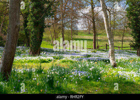 Campo Bluebells con alberi e recinzioni Foto Stock