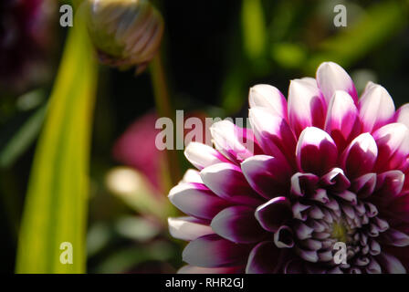 Bianco e viola Fiore Dahlia ritagliato Foto Stock