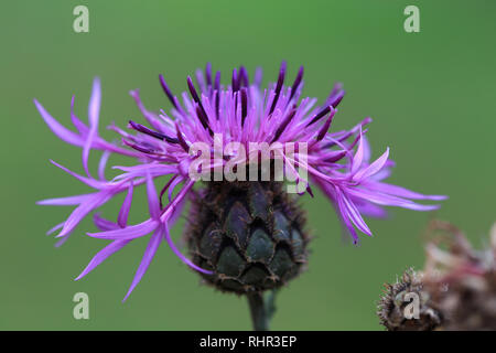 Gli impianti medici. Cardo mariano Silybum marianum isolati su sfondo bianco. Foto Stock
