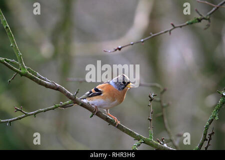 Maschio adulto Brambling, Fringilla montifringilla appollaiato su un ramoscello, Inghilterra, Regno Unito. Foto Stock