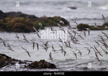 Gregge di sanderlings in volo sopra il mare. Costa portoghese. Foto Stock