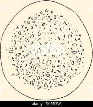 . Il bollettino biologico. Biologia; Zoologia; biologia; biologia marina. i68 ARTHUR WHITE GREELEY.. stant temperature che vanno da 1° a 10° C., potrebbe essere principale- tained. Per ogni temperatura bassa esperimento, un controllo di- zione è stata eseguita alla temperatura della camera, e la grande cura è stata presa il rispetto di tutte le condizioni, ad eccezione della temperatura, potrebbe essere identica nei due casi. Monas è più sensibile alle variazioni di temperatura rispetto a qualsiasi degli altri protozoi sperimentato. Entro poche ore dopo la tempera- tura compresa è stata abbassata a 4 ° C. Tutti i Monads in un piatto a settle Foto Stock